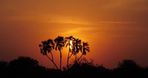 リアルタイム ケニアのマサイマラ公園サバンナの夕日 — ストック動画