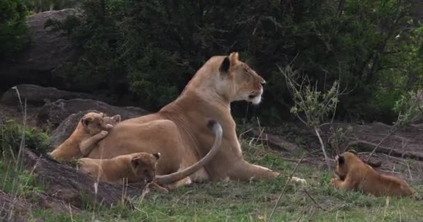 León africano, Hombre caminando a través de Savanna — Vídeos de Stock