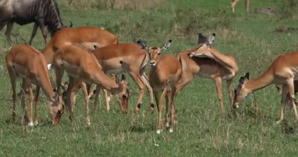 インパラ Aepyceros 雌の群れ リアルタイム ケニアのマサイマラ公園 — ストック動画