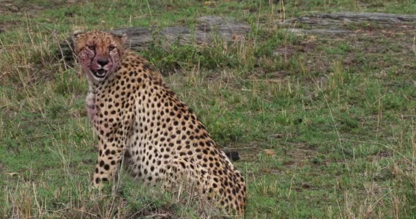 Cheetah Acinonyx Jubatus Adultos Comendo Kill Wildebest Masai Mara Park — Vídeo de Stock