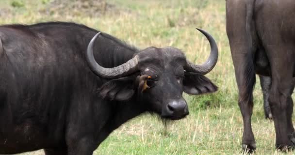 Búfalos Africanos Caffer Sincerus Adulto Con Oxpecker Facturado Amarillo Buphagus — Vídeos de Stock