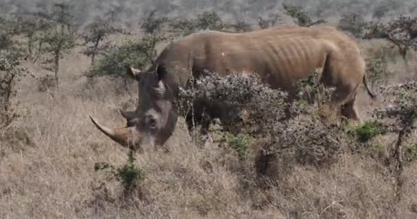 Branco Rhinoceros Ceratotherium Simum Fêmea Andando Nairobi Park Quênia Tempo — Vídeo de Stock