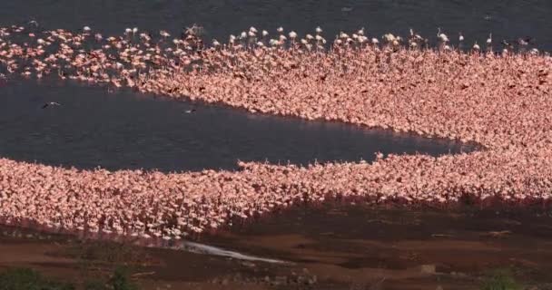 Flamencos Menores Phoenicopterus Minor Colonia Lago Bogoria Kenia Tiempo Real — Vídeos de Stock