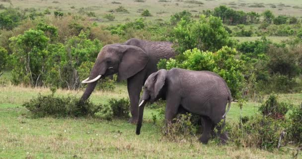 Elefantes Africanos Loxodonta Africana Mãe Bezerro Comendo Bush Masai Mara — Vídeo de Stock