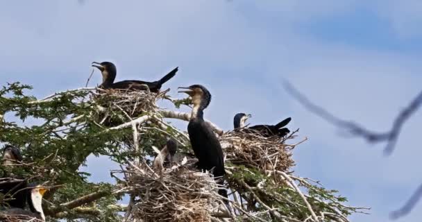 Reed Κορμοράνος Long Tailed Κορμοράνος Phalacrocorax Αφρικανός Φωλιάζουν Στην Κορυφή — Αρχείο Βίντεο