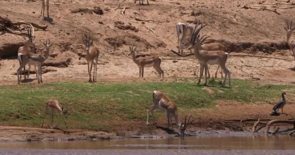 格兰特的瞪羚 Granti 在河边喝水 桑布鲁公园在肯尼亚 实时4K — 图库视频影像
