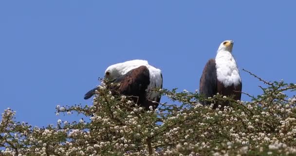 Afrikanska Fisk Eagles Haliaeetus Vocifer Para Ihop Sjunger Högst Upp — Stockvideo