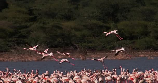 Menší Plameňáků Phoenicopterus Moll Skupina Letu Vody Kolonie Jezera Bogoria — Stock video