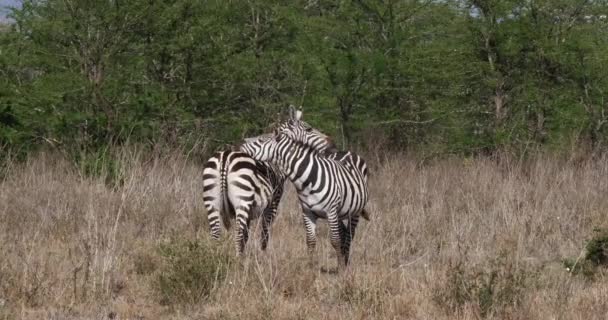 Pettyes Zebra, equus burchelli, Felnőtt belépő víz, Masai Mara Park Kenyában, valós időben