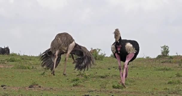 Ostrichs Struthio Camelus Erkek Kadın Çiftleşme Masai Mara Park Kenya — Stok video