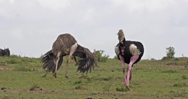 Struccfélék Struthio Camelus Férfi Női Udvarlás Bemutatás Előtt Párzása Masai — Stock videók