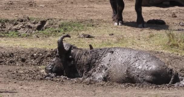 Buffalo Africano Syncerus Caffer Adulti Che Dormono Nel Fango Con — Video Stock