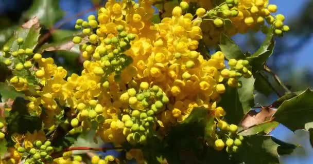 Bloom Mahonia Normandy Gerçek Zamanlı Için Bir Bahçede Hollyleaved Kızamık — Stok video