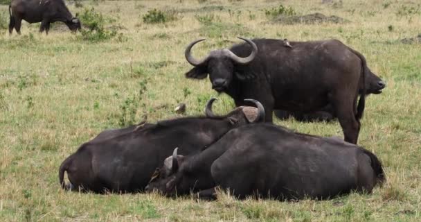 非洲水牛 Syncerus Caffer 成年与黄色记帐 Oxpecker Buphagus Africanus 马赛马拉公园在肯尼亚 真正的时间4K — 图库视频影像