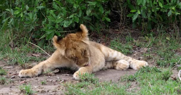 Afrikanska lejon, hane går genom Savanna — Stockvideo