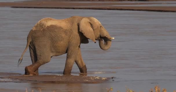 アフリカ象 アフリカゾウ リアルタイム ケニアのサンブル公園川で を飲んで男性 — ストック動画