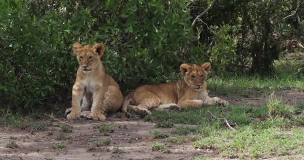 非洲狮，男性穿过热带稀树草原 — 图库视频影像