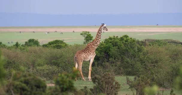 Masai Giraff Giraffa Camelopardalis Tippelskirchi Vuxen Stående Savanna Masai Mara — Stockvideo