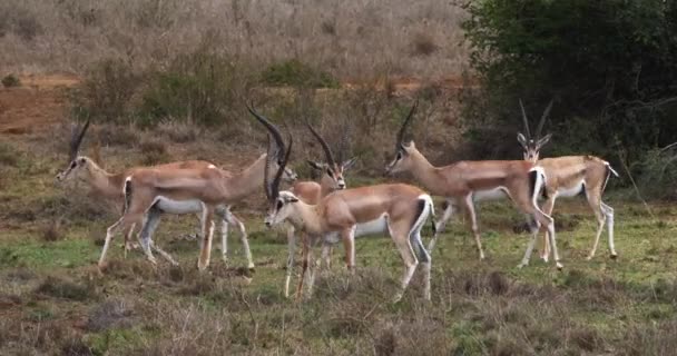 格兰特的瞪羚 Granti 小组在肯尼亚内罗毕公园 实时4K — 图库视频影像