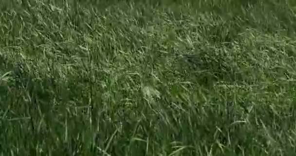 Herbe Longue Dans Vent Normandie France Temps Réel — Video