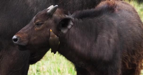 Afrikanska Bufflar Syncerus Caffer Kalv Med Gula Faktureras Oxhackare Buphagus — Stockvideo