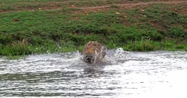 発見されたハイナ クロタクロクタ 大人が水に入る ケニアのマサイ マラ公園 リアルタイム4K — ストック動画