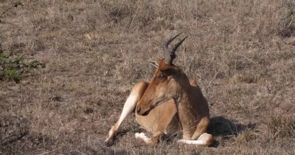 Hartebeest Alcelaphus Elaphus Взрослый Стоящий Саванне Парк Масаи Мара Кения — стоковое видео