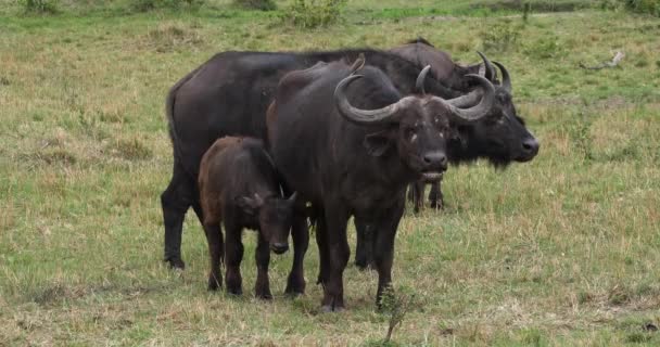 アフリカ水牛 Syncerus Caffer 母および子牛 リアルタイム ケニアのマサイマラ公園 — ストック動画