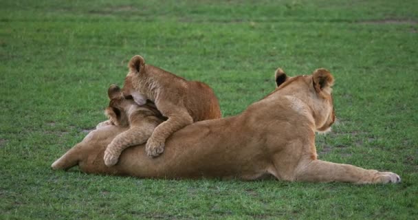 Lion africain, Homme marchant à travers la savane — Video