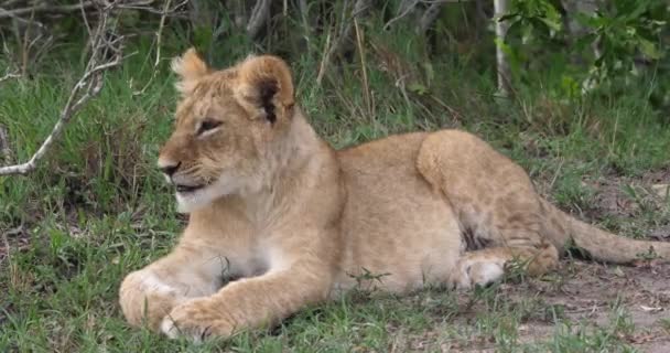 Африканський лев, чоловіки, проходячи через Савана — стокове відео
