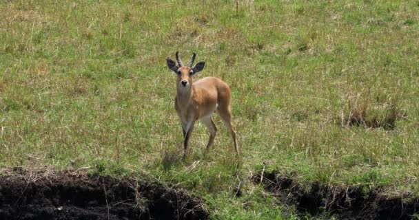 Southern Common Reedbuck Redunca Arundinum Hombre Masai Mara Park Kenia — Vídeo de stock