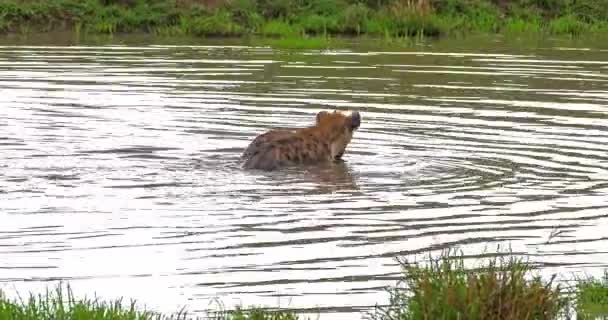 Gevlekte Hyena Crocuta Crocuta Volwassenen Spelen Water Masai Mara Park — Stockvideo