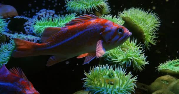 Kanarek Rockfish Sebastes Pinniger Czasie Rzeczywistym — Wideo stockowe