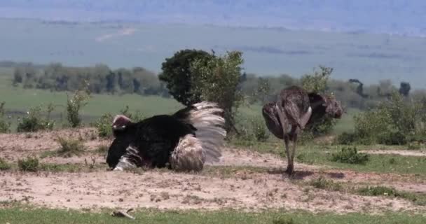 Ostrichs Struthio Camelus Male Female Courtship Displaying Mating Masai Mara — Stock Video