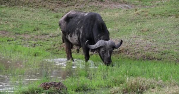 Africano Buffalo Syncerus Caffer Adulto Comendo Pântano Masai Mara Park — Vídeo de Stock