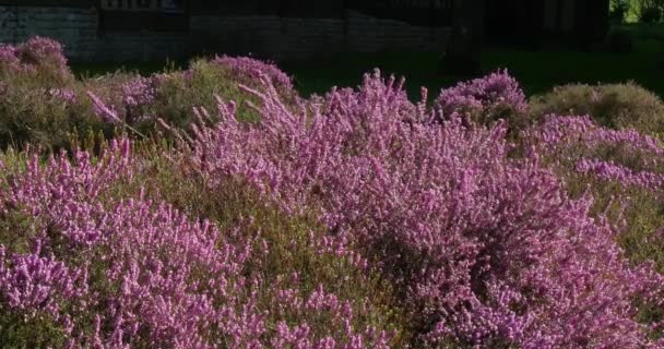 Blooming Heather Normandy France Real Time — Stock Video