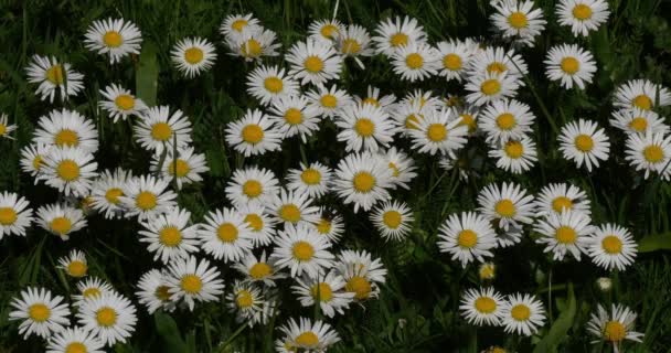 Daisies Bellis Perennis Normandy Real Time — Stock Video