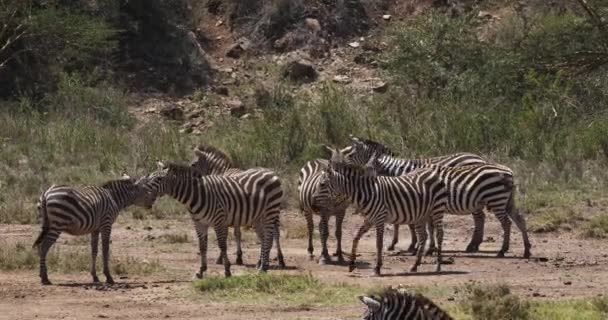 バーチェルサバンナシマウマ、equus burchelli、水、リアルタイム、ケニアのマサイマラ公園に入る大人 — ストック動画