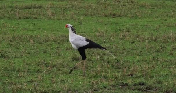 秘書の鳥 射手座 Serpentarius リアルタイム ケニアのナイロビ公園 — ストック動画