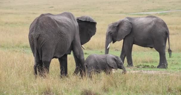 アフリカ象 アフリカゾウ グループ リアルタイム ケニアのマサイマラ公園の草を食べる — ストック動画