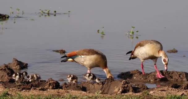 Egyptiska Gäss Alopochen Aegyptiacus Hane Med Kvinna Och Gässlingar Realtid — Stockvideo