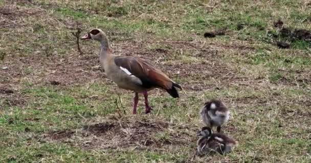 Mesir Gooses Alopochen Aegyptiacus Adult Goslings Real Time — Stok Video