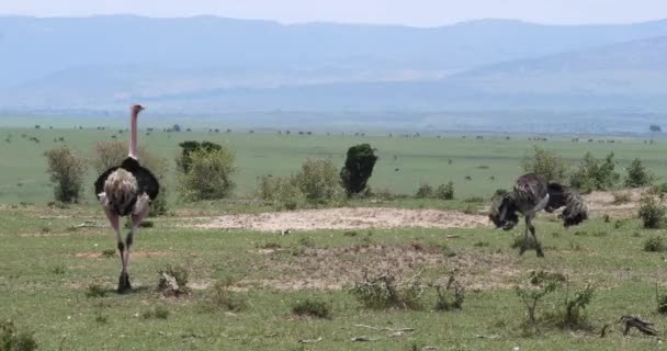 Strucc Struthio Camelus Férfi Női Udvarlás Bemutatás Előtt Párzása Masai — Stock videók