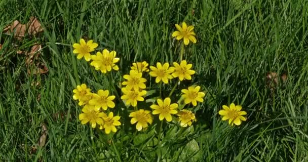 Sárga Virágok Szél Normandia Valós Időben — Stock videók