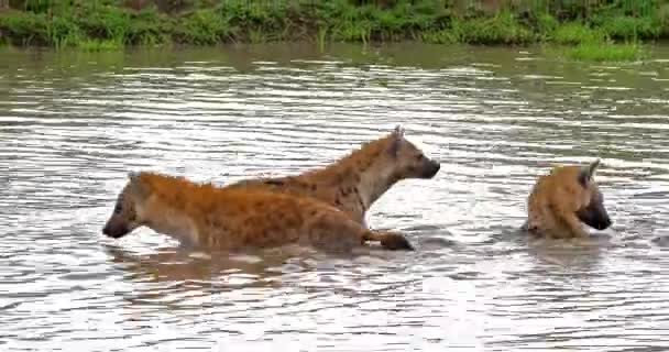 Gefleckte Hyänen Crocuta Crocuta Gruppe Die Teich Steht Masai Mara — Stockvideo