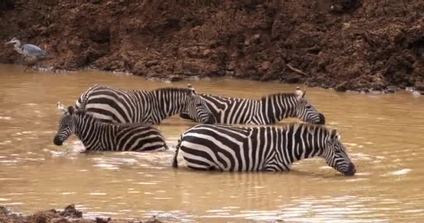 Burchell firmy Zebra, equus burchelli, wejście wody, parku Masai Mara w Kenii, w czasie rzeczywistym dla dorosłych — Wideo stockowe