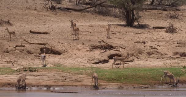 格兰特的瞪羚 Granti 在河边喝水 桑布鲁公园在肯尼亚 实时4K — 图库视频影像