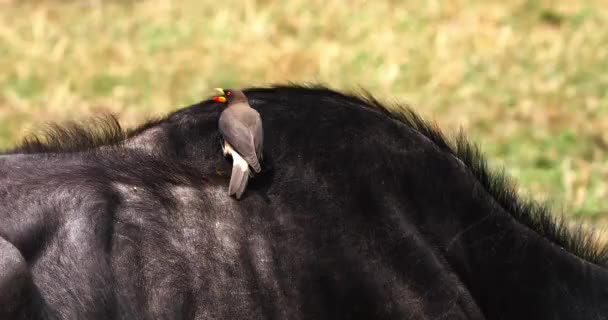 Afrikanischer Büffel Syncerus Caffer Erwachsener Mit Gelbschnabelpecker Buphagus Africanus Masai — Stockvideo