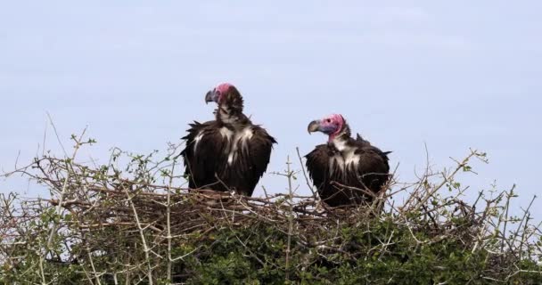 African White Backed Vultures Gyps Africanus Ruppell Vultures Gyps Rueppelli — Stock Video