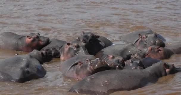 Hippopotame Hippopotame Amphibie Groupe Debout Dans Rivière Masai Mara Parc — Video